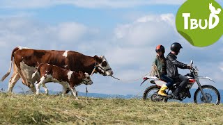 Mutterkuh Folge 88  Tiere bis unters Dach  SWR Plus [upl. by Emarej]