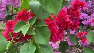 rkevergreennursery Bougainville plant [upl. by Clarhe270]