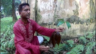 Reproduction and Development of Mango Mangifera indica [upl. by Notsa428]