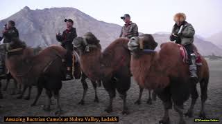 🐫 Bactrian Camels The Majestic TwoHumped Survivors of the 🏜️ Desert  Amazing Animal 🌾 Facts [upl. by Melamie]