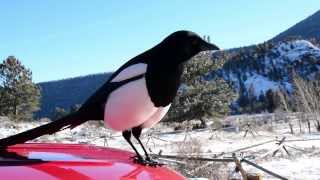 BlackBilled Magpie Rocky Mountain NP in HD [upl. by Ardnekal]