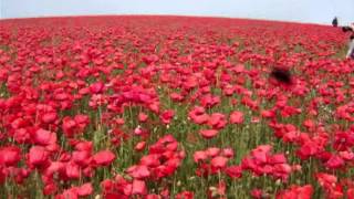 Poppies on Southwick Hill West Sussex [upl. by Ashlee]