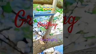 Grafting graftingresult grafting graftingtechnique terracegarden trending [upl. by Llieno]