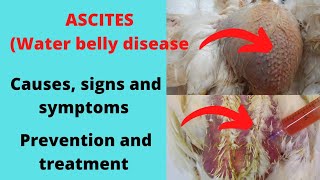 Water belly Ascites cause signs and symptoms prevention and treatment in chicken [upl. by Daphne]