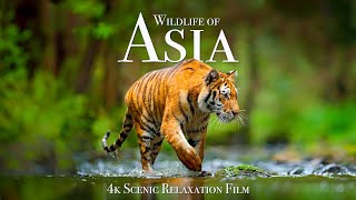 Wildlife of Asia 4K  Scenic Animal Film With Inspiring Music [upl. by Liakim74]