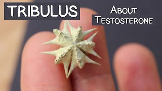 Tribulus Terrestris Review Does It Increase quotTquot [upl. by Lorelei]