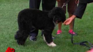 Raw Video Obamas Unveil New First Dog Bo [upl. by Serle]