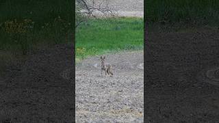 Another Coyote Double hunting wildanimals wildlife coyote nature animals outdoors funny [upl. by Eiffe]