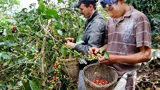 Factores climáticos afectaron parcialmente proceso de maduración del café en algunas fincas [upl. by Latton]