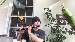 Two Irish Tunes on F Flute [upl. by Kiersten31]