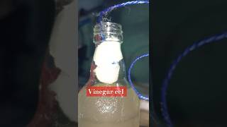 Vinegar eel betta Frys 1st foodbetta trending fishing fish aquarium tamil fishaquarium pets [upl. by Nnylanna]