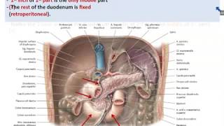 Anatomy of the Small Intestine 1  The Duodenum  Dr Ahmed Farid [upl. by Annaer]