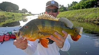 Fishing for Clown Knife Fish and Peacock Bass [upl. by Canotas813]