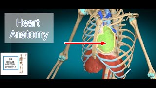 human heart anatomy Part 1 I Human Anatomy Tutorial [upl. by Henke]