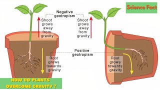 How Plants Grow Against The Gravity  The Fascinating Science of Gravity Defying Plants [upl. by Hpsoj]