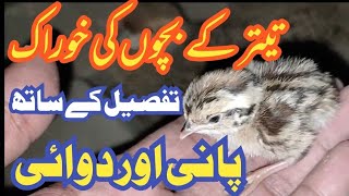 Teetar ki chicks feed khorakteetar ki bacho ke khohrak ilaj Hindi Urdu [upl. by Aneret]