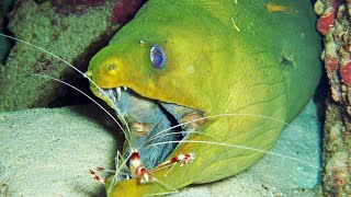 Facts The Green Moray Eel [upl. by Leonore]