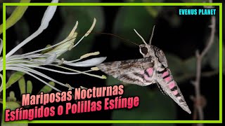 Esfingídos o Polillas Esfínge Lepidoptera  Sphingidae [upl. by Anyrtak249]