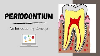 Periodontium Introductory Concepts [upl. by Tower154]