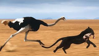 Cheetah Too Fast Mother Ostrich Running At Full Speed Still Cant Save Baby From Hungry Cheetah [upl. by Oisangi158]