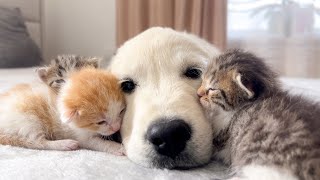 Golden Retriever Puppy and Tiny Kittens Cuteness Overload [upl. by Pietra348]