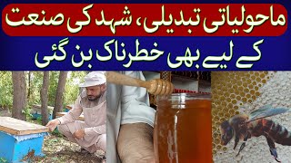 Honey Production Affected By Climate Change In Peshawar  TaarMedia  TaarMedia [upl. by Yessej]