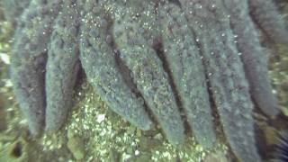 Sunflower Sea Star on the move Pycnopodia helianthoides [upl. by Anivad440]