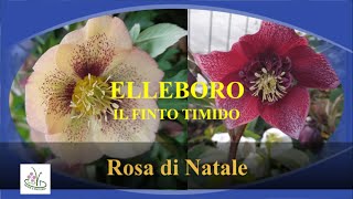 ELLEBORO UN FIORE DA COLLEZIONISTI [upl. by Adorne458]