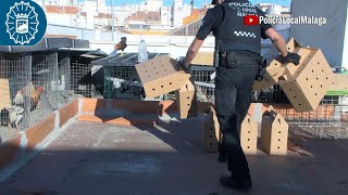 240703 PolicíaLocalMálaga 🚔 Intervención de 60 gallos 🐓gruprona [upl. by Bil]