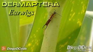 Elaunon bipartitus  Earwig Dermaptera  Forficulinae Lacrainha [upl. by Winnie]