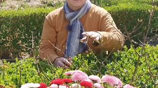 Tidying up Hydrangea paniculata Vanille Fraise [upl. by Vipul]