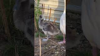 Coscoroba swan [upl. by Stanway]