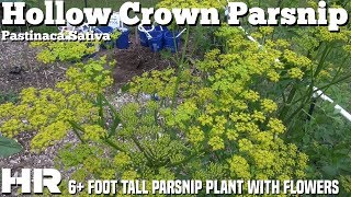 ⟹ Hollow Crown Parsnip  Pastinaca sativa  Giant parsnip plant an flowers [upl. by Esdras262]