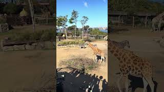 Gorgeous Giraffes amp Striking Zebras at Taronga Zoo Sydney  Wildlife Safari Vibe shorts australia [upl. by Mohkos277]