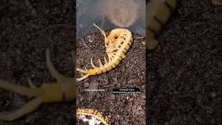 Ciempiés tigre Scolopendra polymorpha Scolopendra animals exotic mexico méxico pets fang [upl. by Martino]