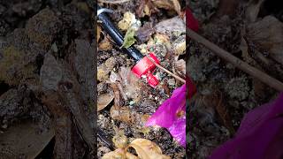 Micro bubbler installation 🛠️ For growing Bugambilias 💦 🌸 2024 satisfying nature youtubeshorts [upl. by Ela]