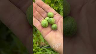 Cucamelons are tiny grapesized fruits that taste like cucumbers with a light hint of sourness [upl. by Veejar]