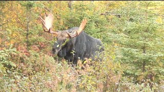 Chasse à lorignal à la pourvoirie Baronnie de Kamouraska [upl. by Ittam154]