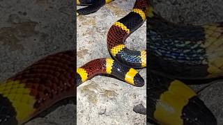 Finding the Most Venomous Snake in Austin Texas [upl. by Ahtanaram4]