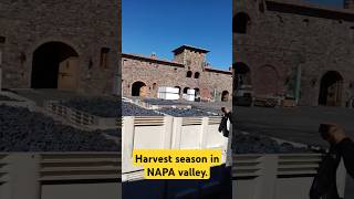 Grape harvest in Napa valley California USA napavalley wine wineeducation [upl. by Lainad]