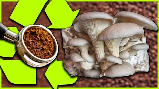 🍄 Faire POUSSER des CHAMPIGNONS sur du MARC DE CAFÉ TUTO [upl. by Adnahcir]