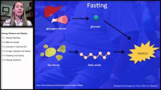 115 Energy Balance Feasting and Fasting [upl. by Ronoc]