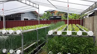 Impressive Backyard Hydroponics System To Grow Organic Vegetables  Trinidad [upl. by Ailegnave60]