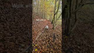 WALK WITH US dog westie westhighlandwhiteterrier [upl. by Nayt]