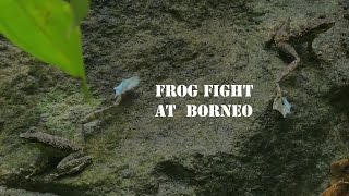 Frog Fight l Staurois guttatus l Sarawak l Borneo [upl. by Khalid]