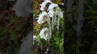 Monotropa Uniflora también conocida como flor fantasma o pipa de la India [upl. by Kelley]