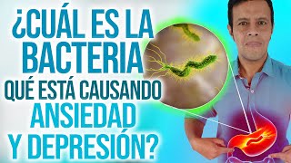 La Bacteria que causa Ansiedad y Depresión Helicobacter pylori [upl. by Anekam]