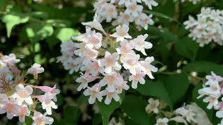 Linnaea amabilis  beauty bush [upl. by Andel]