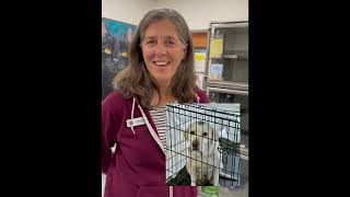 Planned Pethood LowCost Spay Neuter by Sadie Morey Harbor High Student Volunteer [upl. by Noellyn]