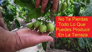 HUERTO EN LA TERRAZA CON HORTALIZAS GIGANTES [upl. by Tenn]